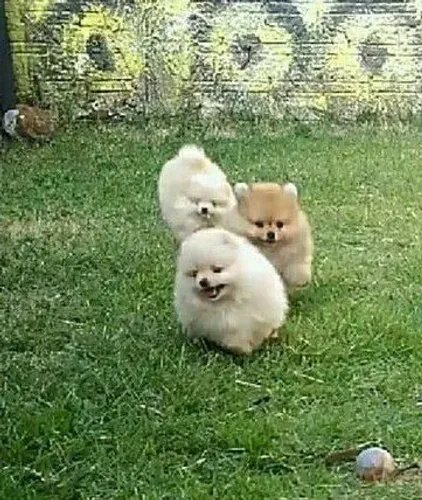 Lulu da Pomerânia fofo