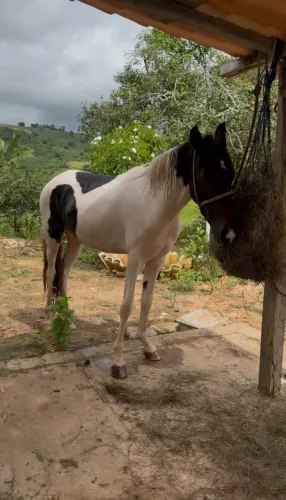 Cavalo Manga Larga