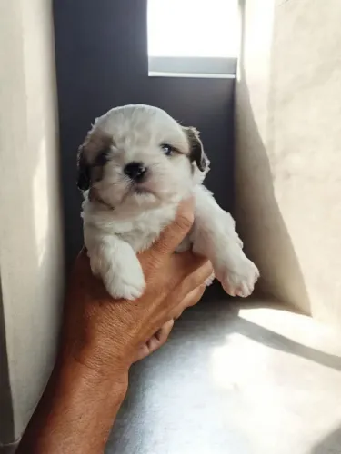 Filhote mini Shitzu  macho 