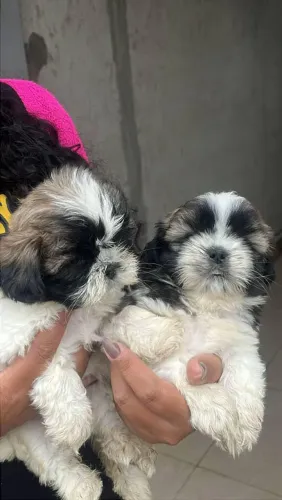 Filhote Shih Tzu, Pequenos anjos de quatro patas esperando por um lar!