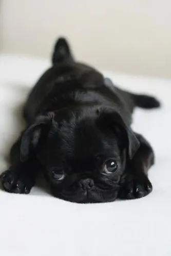 Filhote de Pug - amor em forma canina 