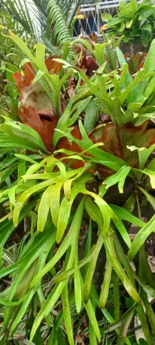 Vende-se planta canela de veado