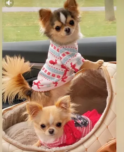 A pronta entrega bbs de Chihuahuas!!!