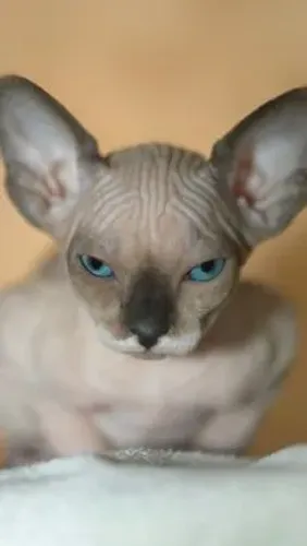 Gato Sphynx Macho