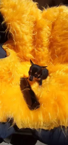 Pinscher zero Fêmea linda