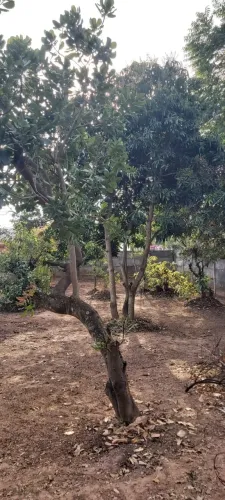 Tupi Paulista - Lote de 478,20 mts2 