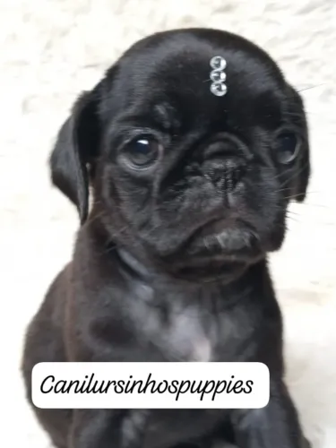 oportunidade unica garanta hoje o seu bebe de pug