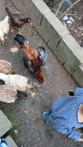 Quero vender meu galinheiro inteiro