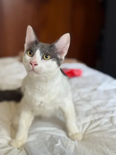 Gatinhos para adoção 