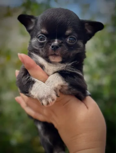 Chihuahua preto e branco machinho verdadeiro príncipe
