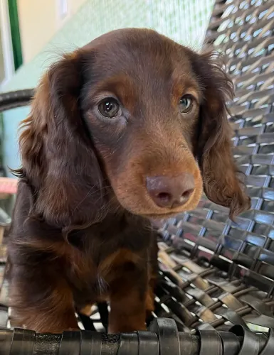 Dachshund macho pelo longo (salsicha)
