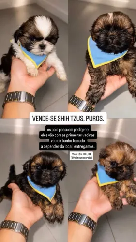 Cachorro