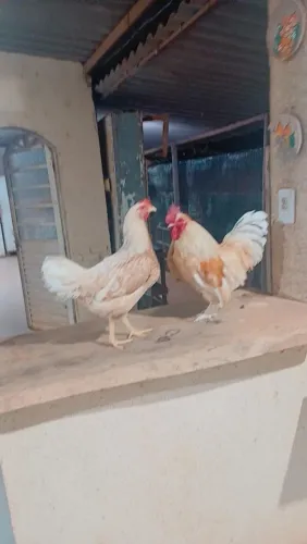 Casal de galinha