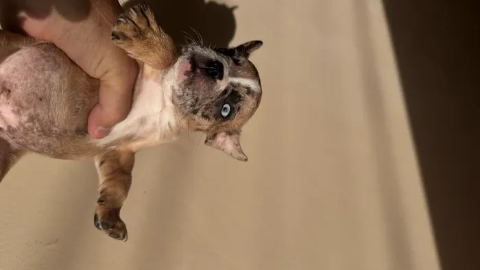 Buldogue francês 