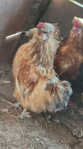 Tenho garnizé macho sedosa do Japão pra venda!