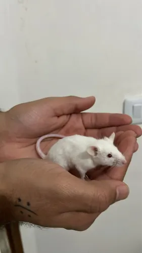 Rato camundongo macho