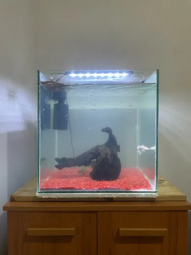 Aquário 70L oportunidade