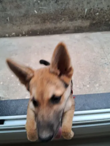 Filhote pastor alemão 4 mêses