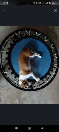 Pula pula