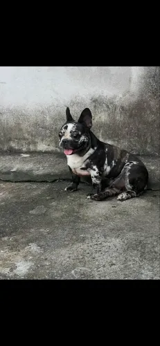 Bulldog