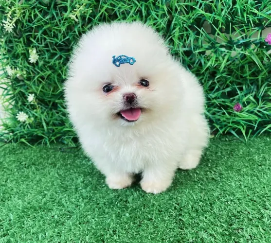 Filhote de Lulu da pomerania 