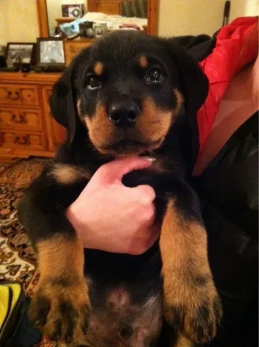 Rottweiler Cachorrinho que vai deixar sua casa ainda mais feliz e agitada