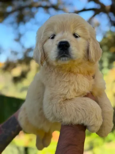 Golden Retriever/ Entrega imediata