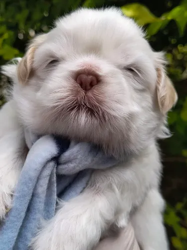 Filhotes da raça shih-tzu, criação responsável e humanizada