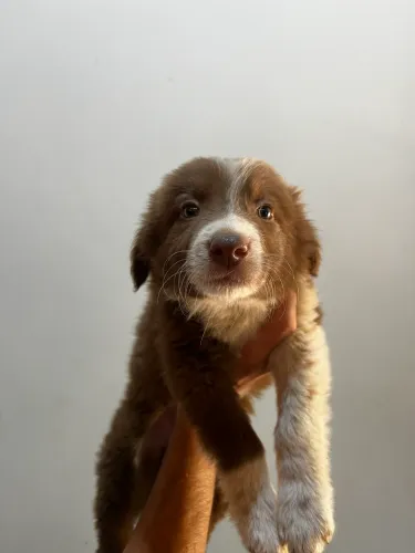 Filhote de Border Collie