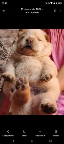 ChoW chow