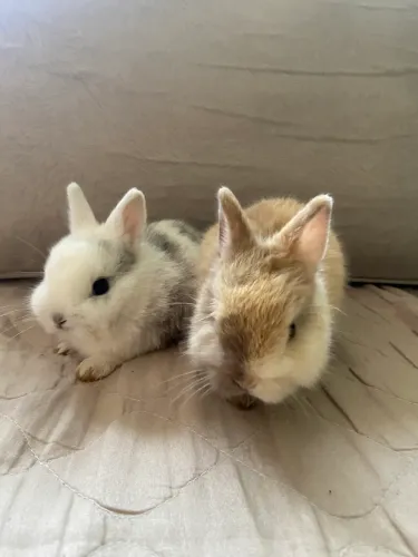 Mini coelho nedherland 