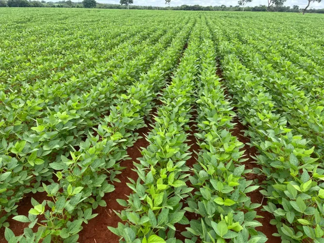 Fazenda para venda de 150 alqueires em Araguaçu - TO