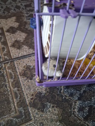 Hamister e gaiola