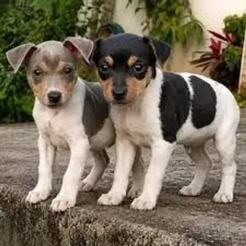 Fox paulistinha