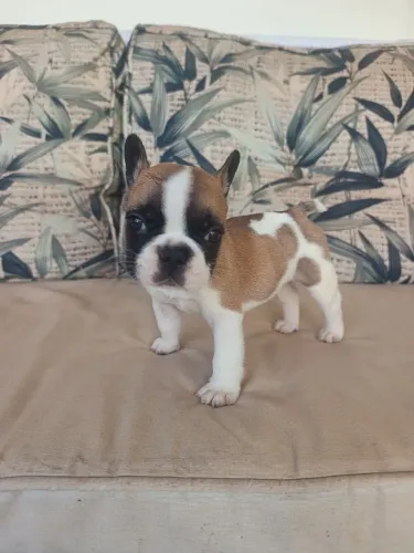 Bulldog francês