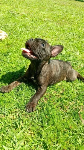 Buldog frances