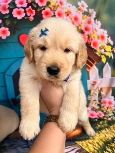 Golden retriever fofinho para sua família pedigrees opc