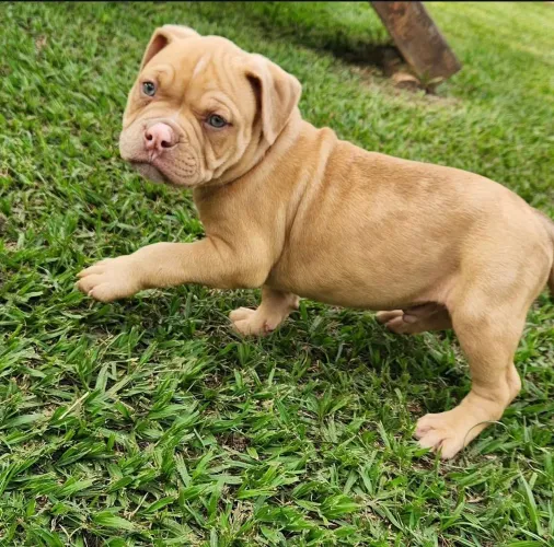 Filhote American Bully