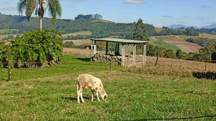 Borregos/ovelha