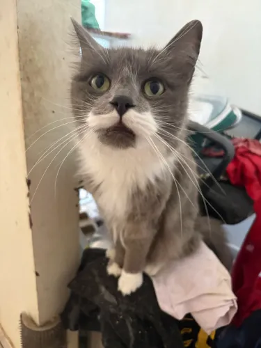 Doação de gatos