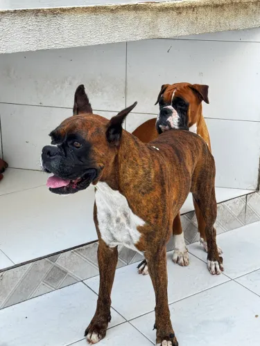 Filhotes de Boxer com pedigree CBKC