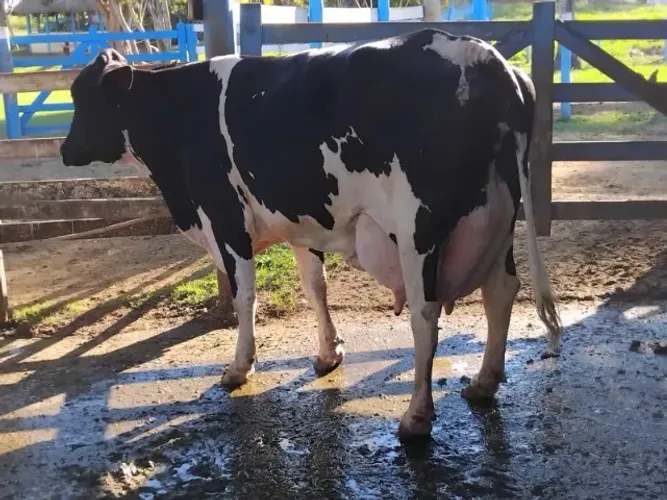 Vaca girolando para torneio leiteiro - 80 litros em 2 ordenhas - grande campeã Guarani MG