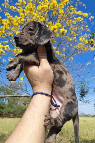 Filhotes Dachshund Arlequim.