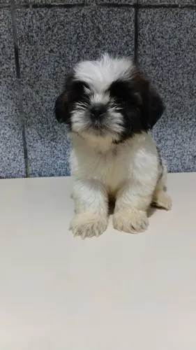 Shih tzu filhote