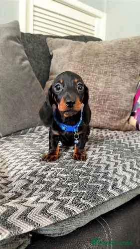 Cãozinho Teckel/Dachshund/Salsicha/Salsichinha/Basset/Cofap saudáveis e dóceis