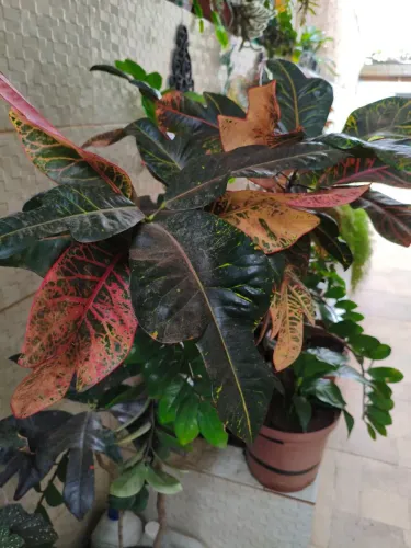 Plantas diversas e muito lindas