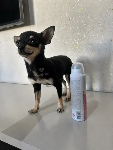 Chihuahua Machinho