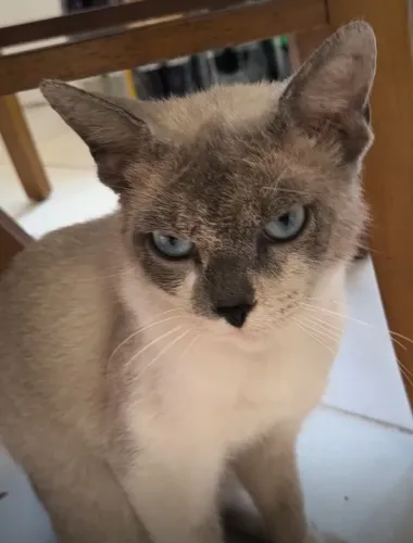 Gato para Doação