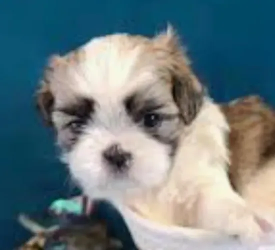 Lhasa Apso Filhotes Amigos Confiáveis.