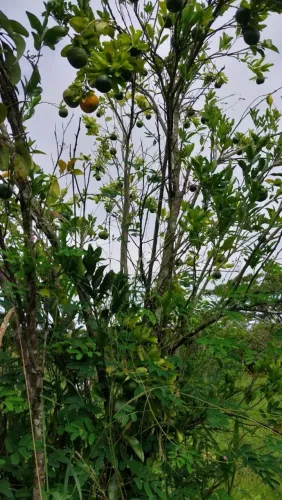 OPORTUNIDADE DE VC TER SEU SÍTIO DE 54 HECTARES EM SAO LOURENÇO
